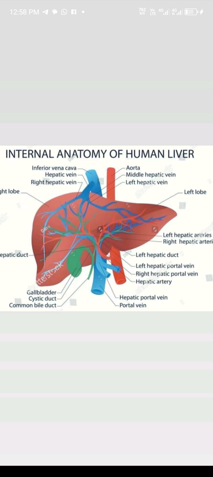 The internal anatomy of the human liver.