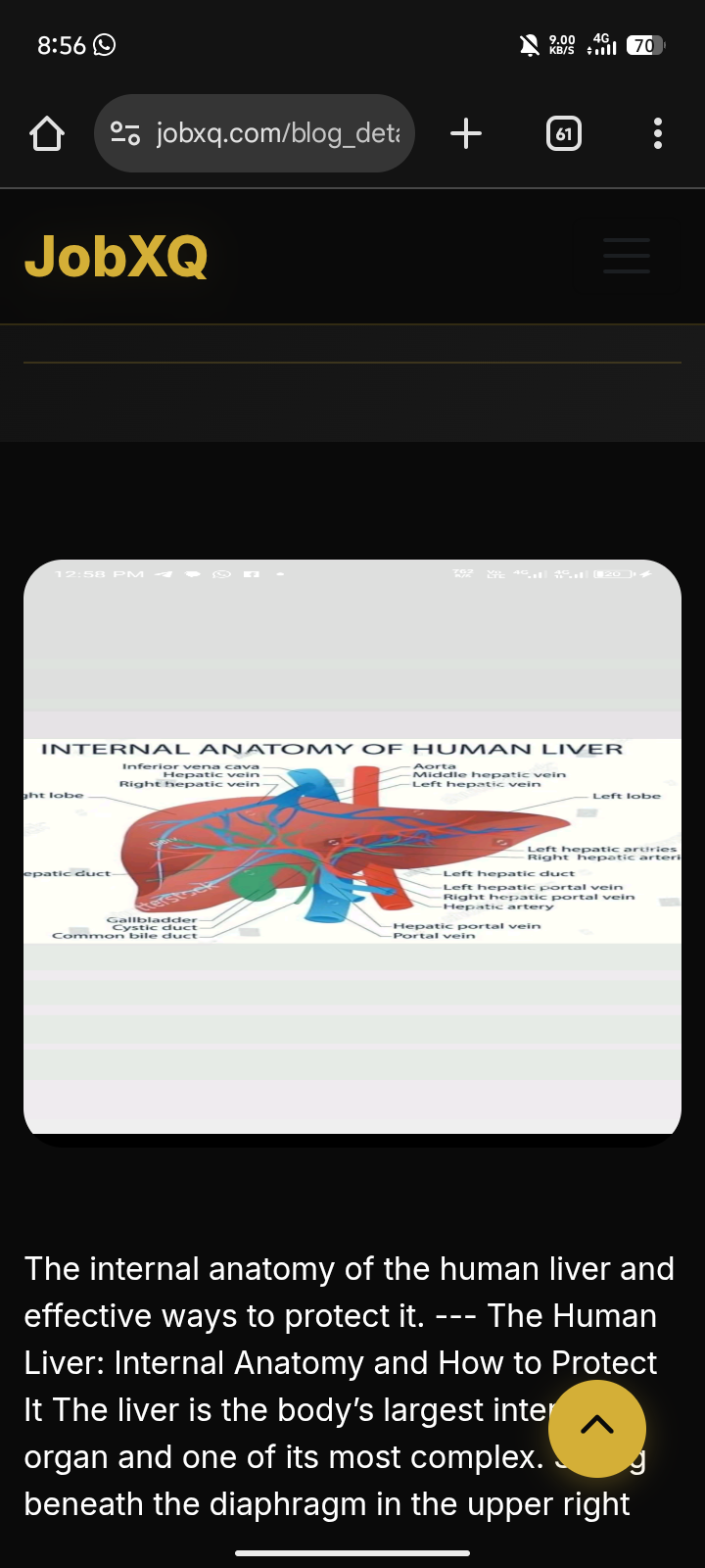 The internal anatomy of the human liver.
