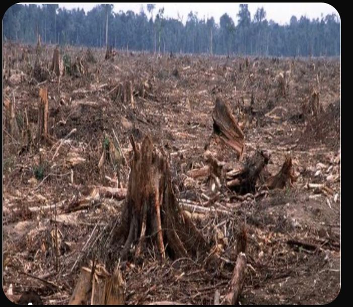 EFFECT OF CUTTING DOWN TREES