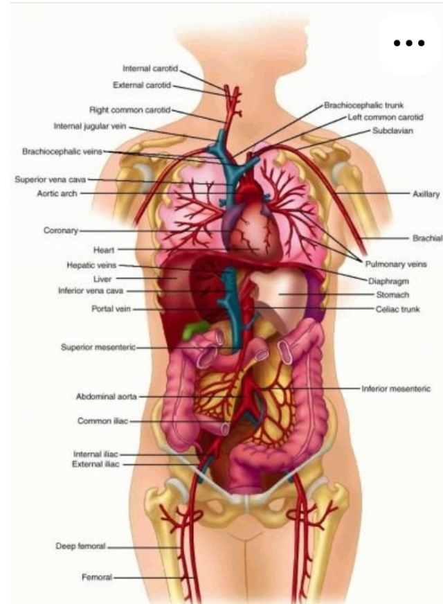 Understanding Good Health: A Focus on the Body’s Vital Organs